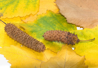 yellow leaves and birch ear-rings on a white background