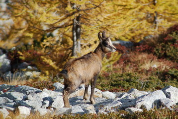 bébé chamois