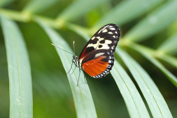 Butterfly on Leaf