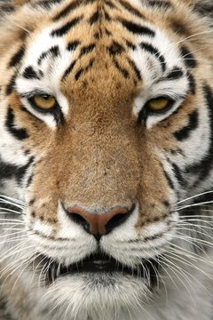 Close up portrait of a strikingly beautiful tiger