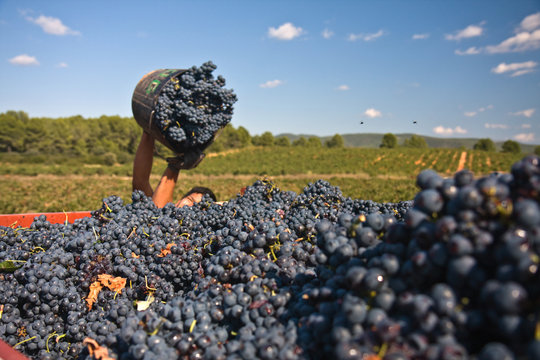Vendimia de la uva negra en Espa&ntilde;a