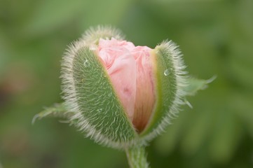 blooming poppy