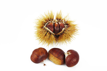 Castagne 13