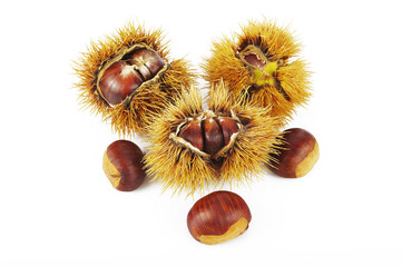 Castagne 16