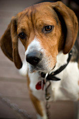 A young beagle dog tilting his head with his ears perked up
