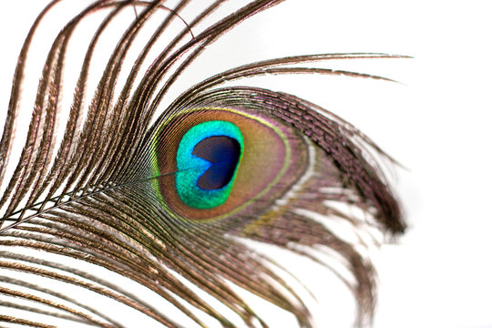 A peacock feather isolated over white.