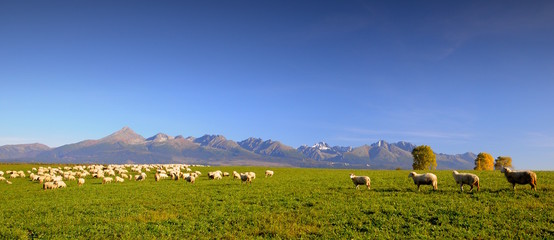Schaffe unter Berge