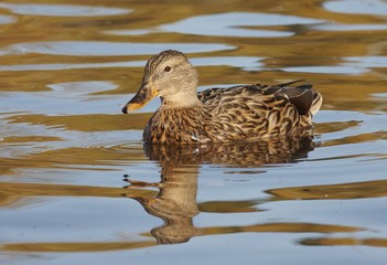Mallard in the water.