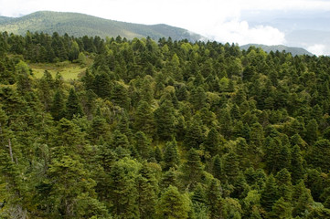Green forest, beautiful landscape in Yunnan province, China