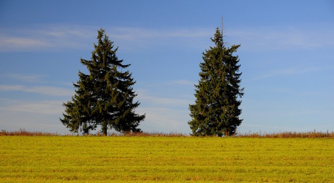Zwei B&auml;umen am Horizon