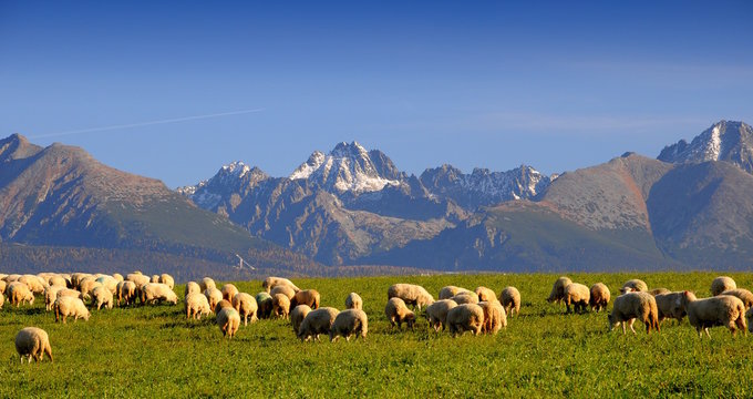 Idylich in Alm
