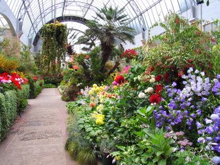 Flower In The Garden