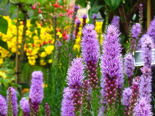 Flower In The Garden