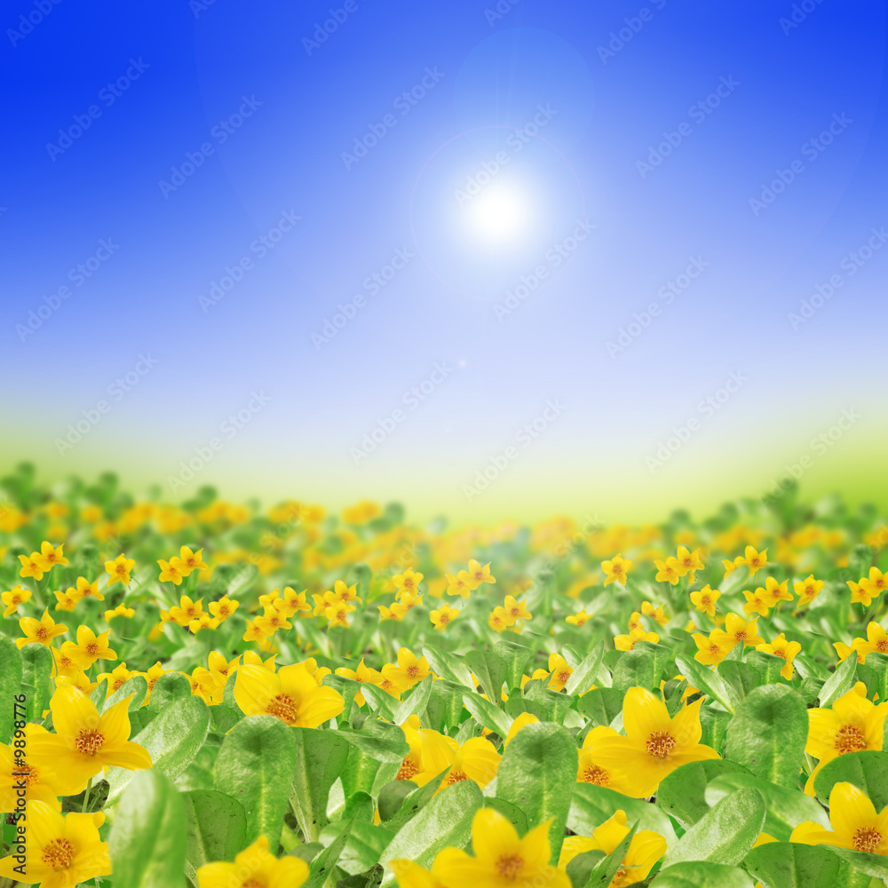 Poster spring meadow full of yellow flowers