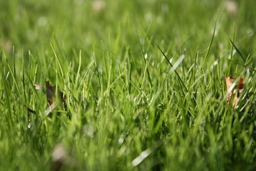 Green grass