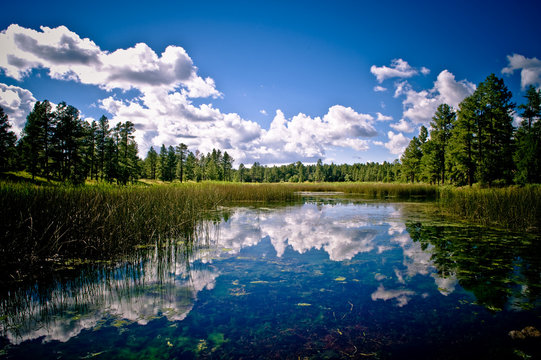 Protected Federal Reserver, near Pinetop AZ.