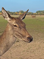 Reh, Rotwild im Herbst