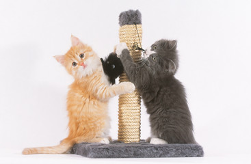 chatons jouant avec leur grattoir
