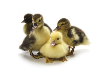 Ducklings isolated on white background