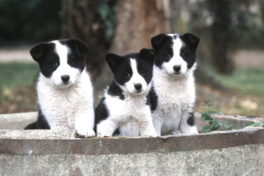 trois chiots ours de car&eacute;lie ensemble