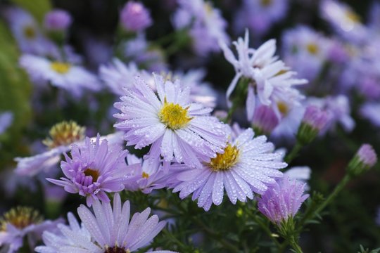 Perles de rosée sur des fleurs