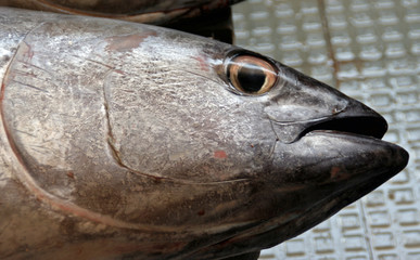 Thunfisch