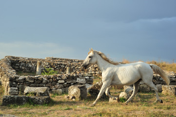 White horse running through a fortress ruins