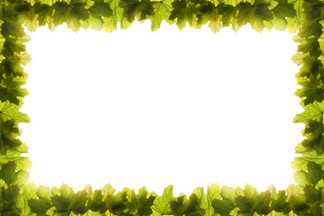 natural green autumn leaves frame on white