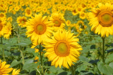 a field of bright yellow sunflowers blooming in the sun