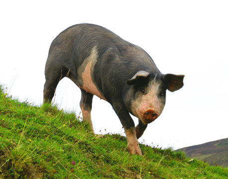 Cochon