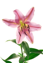 Fototapeta premium Lily