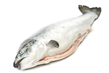 Fresh raw salmon on a white background