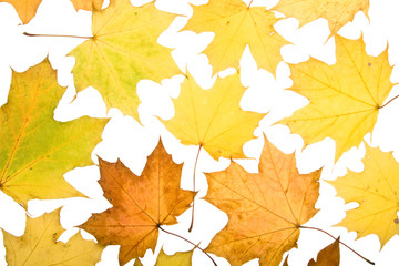 Autumn leaves on a white background. Close-up.