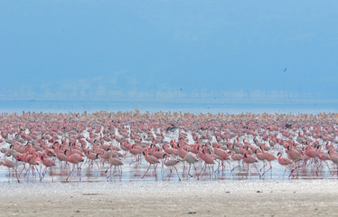 Fototapeta premium flocks of flamingo, lake nakuru, kenya