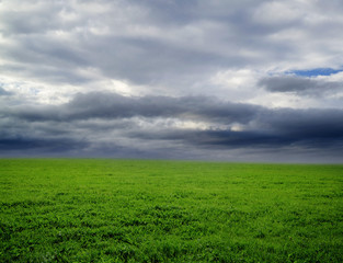 grassland on a rainy day.
