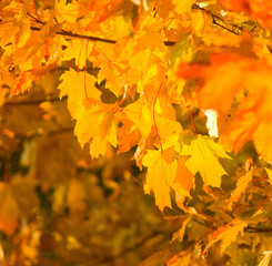 Fototapeta na wymiar autumn leaves, very shallow focus