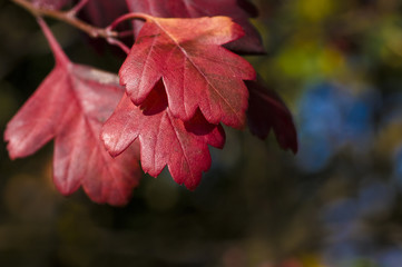 rote Herbstbl&auml;tter