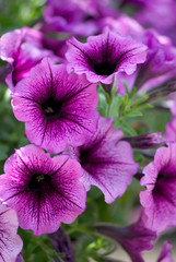 Petunias