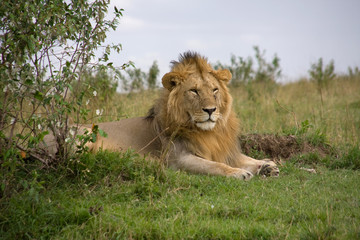 On the plains of the Masai Mara game reserve Kenya Africa