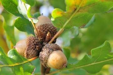 Three acorns on fresh green twig