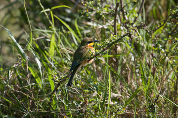 On the plains of the Masai Mara game reserve Kenya Africa