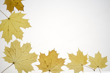 Autumn leaves frame