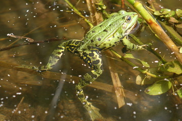 A frog