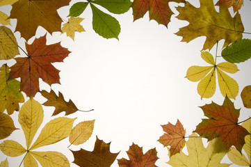 Autumn leaves frame