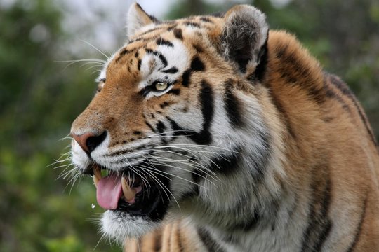 Magnificent tiger with mouth partly open showing teeth