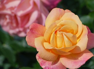 Yellow Pink Rose