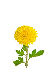 One rich yellow chrysanthemum on a white background