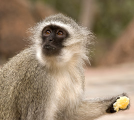 vervet monkey eating an orange slice held in its hand