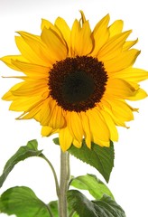 Obraz premium Sonnenblume sunflower