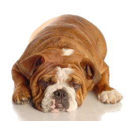Obraz premium red brindle english bulldog lying down